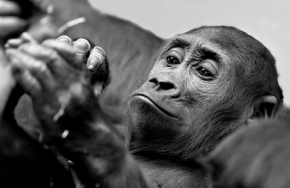 Zvěř, zvířata a zvířátka - Fotograf roku - Kreativita - V.kolo - Kiburi