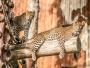 Dušan Zervan -Leopard cejlónsky (Panthera pardus kotiya)