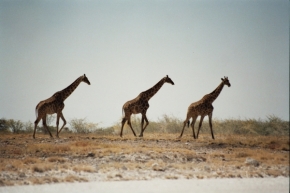 Zvěř, zvířata a zvířátka - V řadě za sebou, tři žirafy jdou