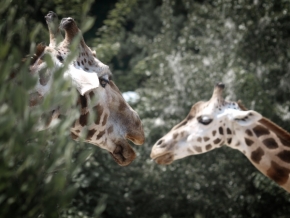 Zvěř, zvířata a zvířátka - Fotograf roku - Junior - V.kolo - Žirafí rande