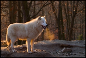 Zvěř, zvířata a zvířátka - Podzimní vlk