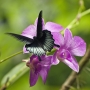 Motýl na fialovém květu