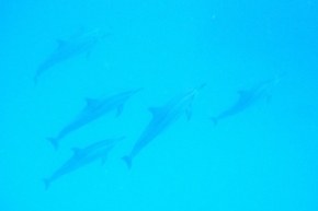 Zvěř, zvířata a zvířátka - Divocí delfíni pod vodou