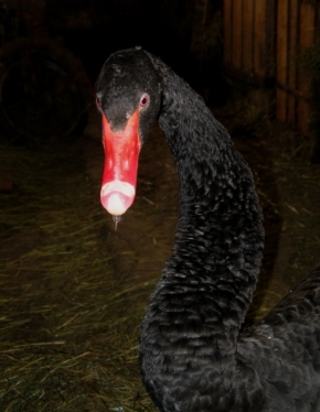 Zvěř, zvířata a zvířátka - Černá labuť
