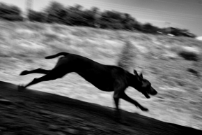 Zvěř, zvířata a zvířátka - Fotograf roku - TOP 20 - V.kolo - Běžec