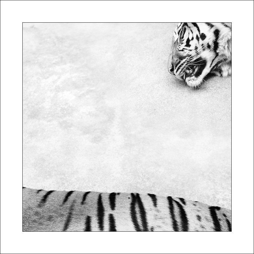 Tygr v kostce