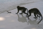 Zvěř, zvířata a zvířátka - Monkey beach1
