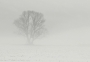 Vendula  Zemanová -V mlhavém úkrytu