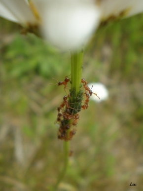 Miniaturní příroda - Mravenci