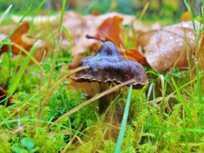Miniaturní příroda - Houba v trávě