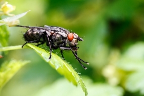 Miniaturní příroda - moucha