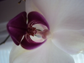Miniaturní příroda - Orchidej