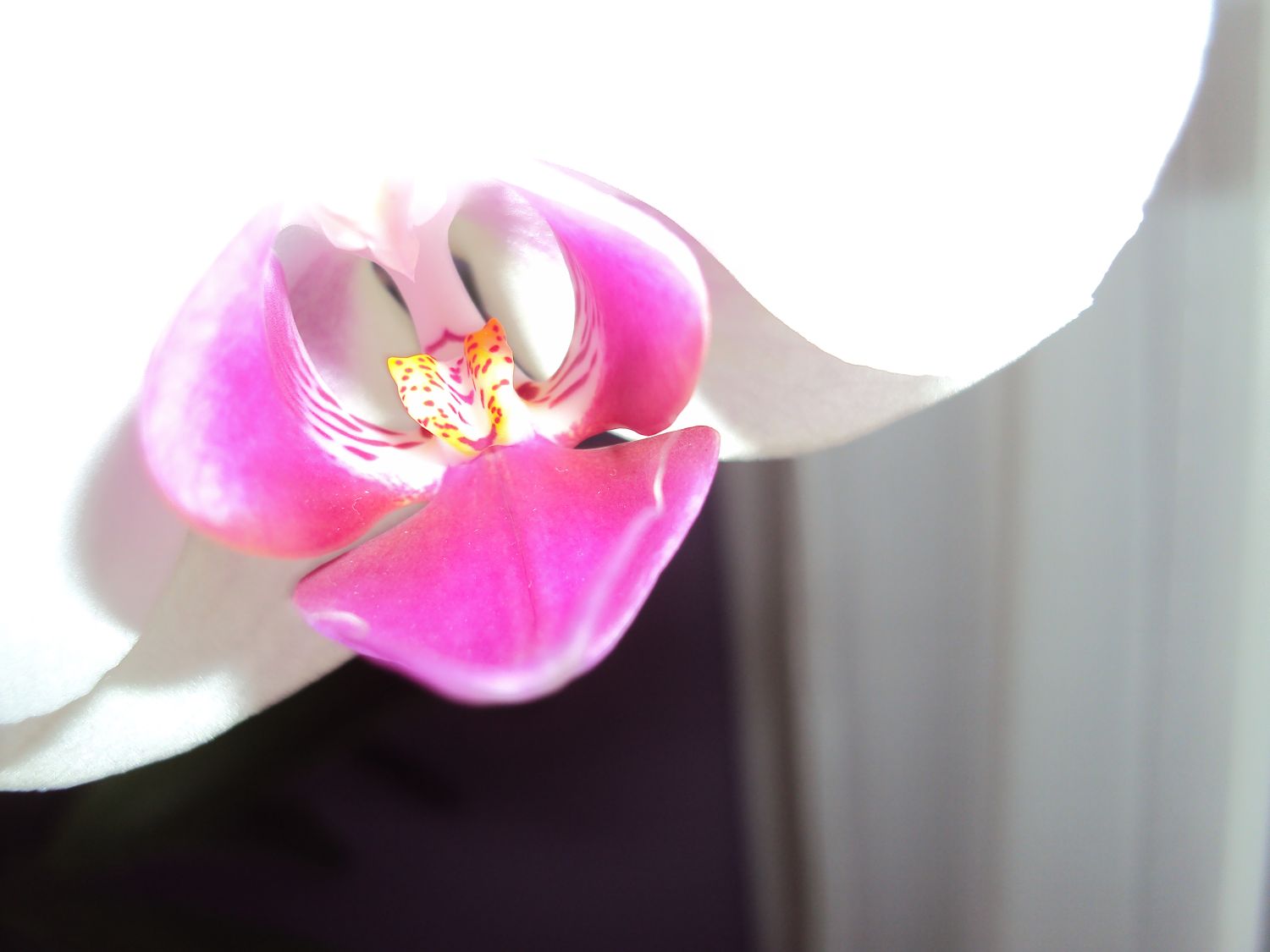 orchidej 2