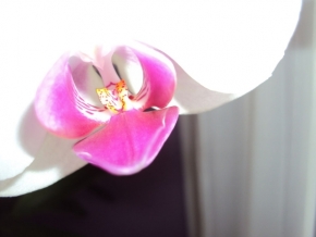 Miniaturní příroda - orchidej 2
