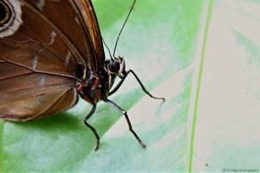 Miniaturní příroda - Motýlek