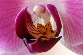 Miniaturní příroda - orchidea