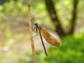 Miniaturní příroda - Motýlice