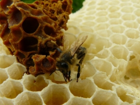 Miniaturní příroda - Včelka