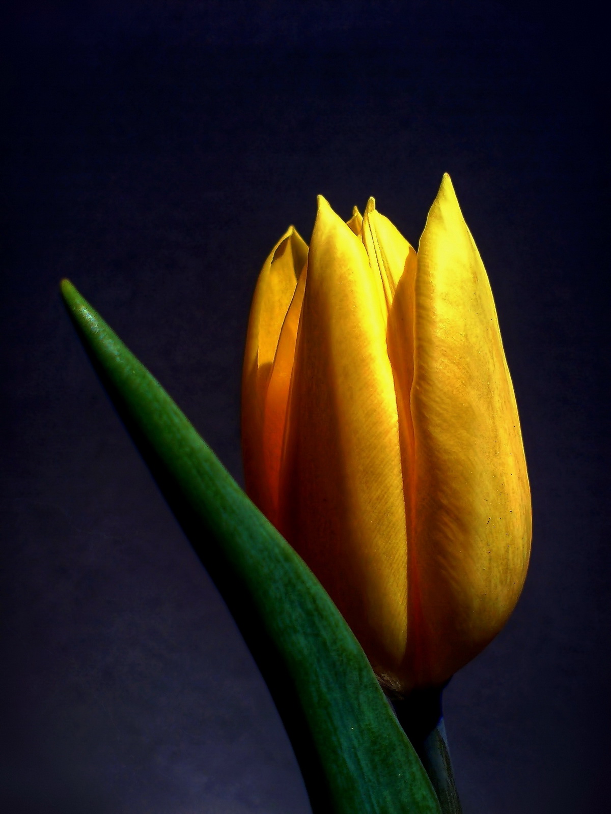 Úplně obyčejný tulipán :-)