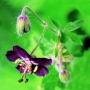 roland meneghel -květ kopřivy