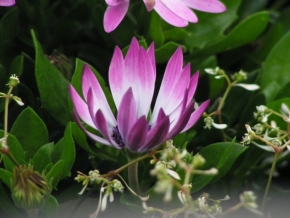 Miniaturní příroda - Květina