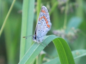 Miniaturní příroda - motýl modrásek