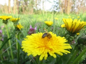 Miniaturní příroda - pampevčela