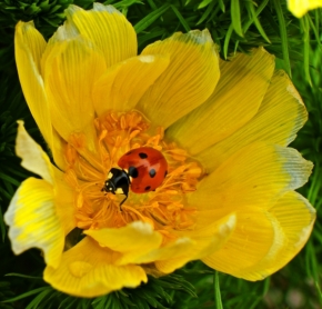 Miniaturní příroda - nesu jaro...