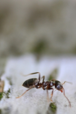 Miniaturní příroda - Mravenec