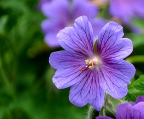 David Krásný - Fialová květina