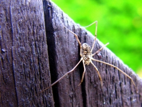 Miniaturní příroda - Pavouček