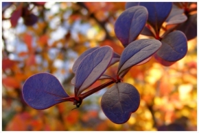 Miniaturní příroda - jesenna nalada