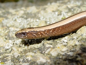 Miniaturní příroda - Had
