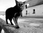 Natálie Vavřinová -černá kočka