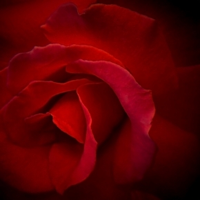 Fotograf roku v přírodě 2013 - Růže u vchodu vedle ....
