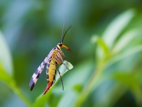 Miniaturní příroda - Hmyzí krasavec