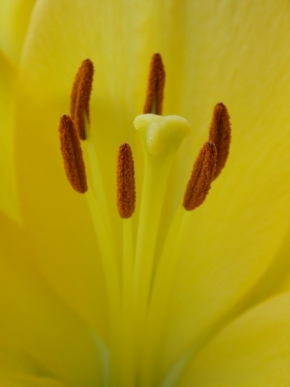 Miniaturní příroda - Pestíky lilie