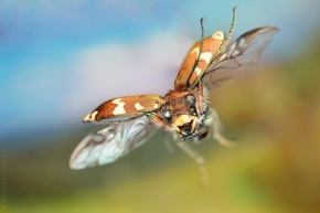 Miniaturní příroda - Svižník (Cicindela Sylnicola) v letu 