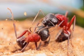 Miniaturní příroda - souboj mravencu