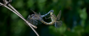 Miniaturní příroda - Na vážkach