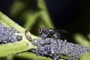 Miniaturní příroda - moucha
