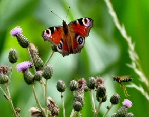 Miniaturní příroda - Motýl a vosa