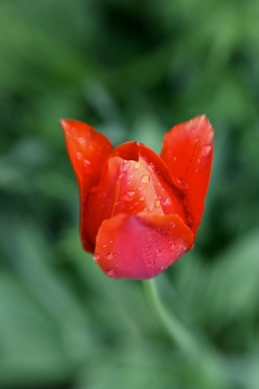 Miniaturní příroda - Tulipán po dešti