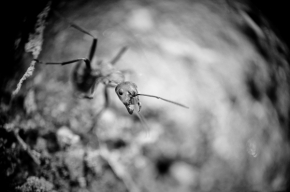 Miniaturní příroda - Ant