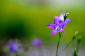 Miniaturní příroda - květ