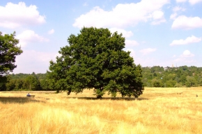 Stromy v krajině - Klid