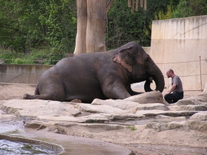 Člověk a jeho zvířátka - Slon