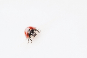 Miniaturní příroda - Ladybug v atelieru
