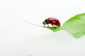 Miniaturní příroda - Ladybug v atelieru II