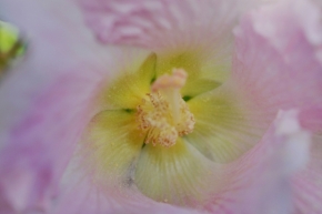 Miniaturní příroda - Pohled do květu